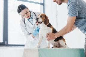 Bekijk Dierenklinieken in Gent