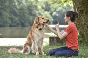 Bekijk huisdierentraining in Antwerpen